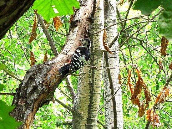 ‘광릉 숲 산새 탐험’ 프로그램 운영
