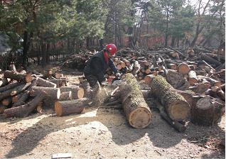 땔감을 만들기 위해 피해나무를 자르고 있는 모습.