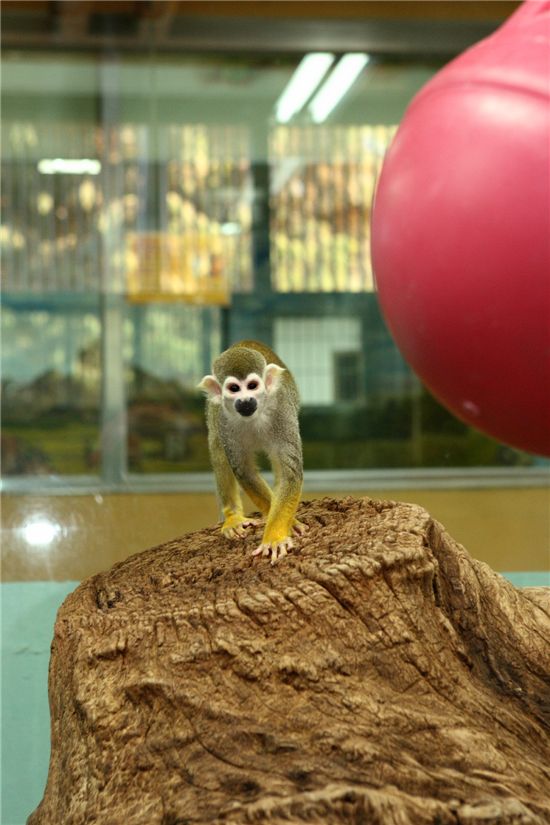 다람쥐원숭이 