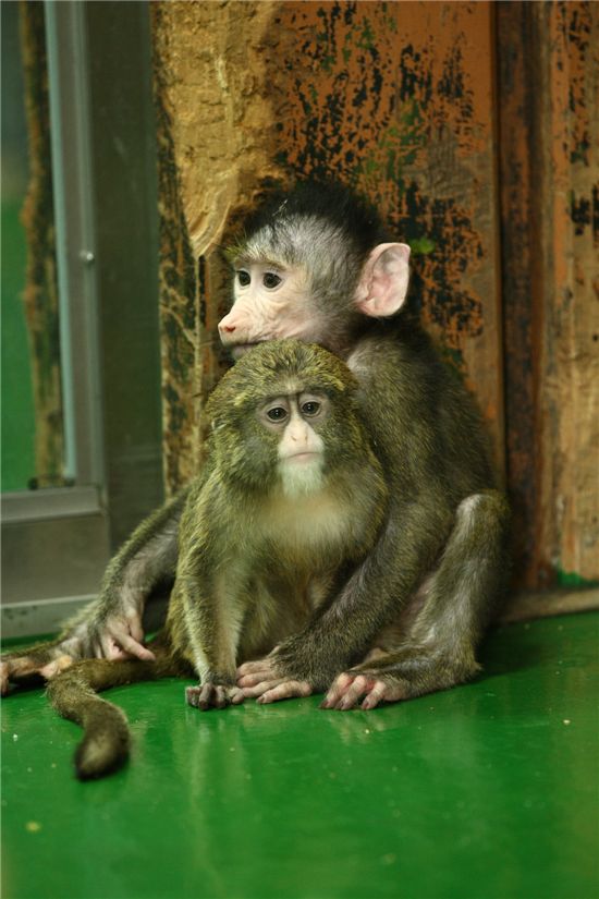 개코원숭이와 브라자원숭이 