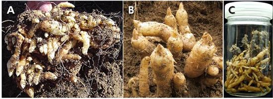 천마의 생장 형태별 모습.
