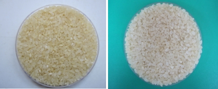 노화방지·암예방 '기능성 쌀' 나왔다