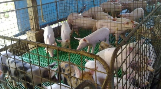 구제역 전국 확산 조짐.."소·돼지고기 먹어도 안전"
