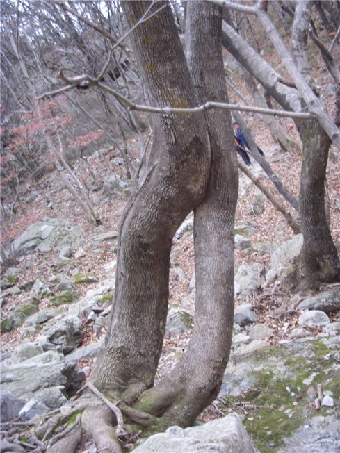 문경 도장산 친구나무.