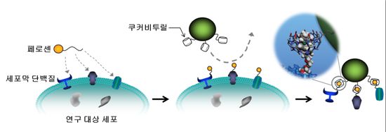 쿠커비투릴-페로센 결합체를 이용해 세포에서 세포막 단백질을 분리하는 모습. 