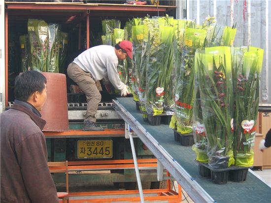 서산 심비디움, 중국 춘절 겨냥 수출 ‘한창’