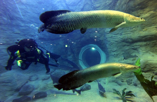 대형수족관에 들어 있는 피라루크. 피라루크는 공식기록이 4m에 달할 정도로 민물고기 중 가장 큰 육식어종이다.