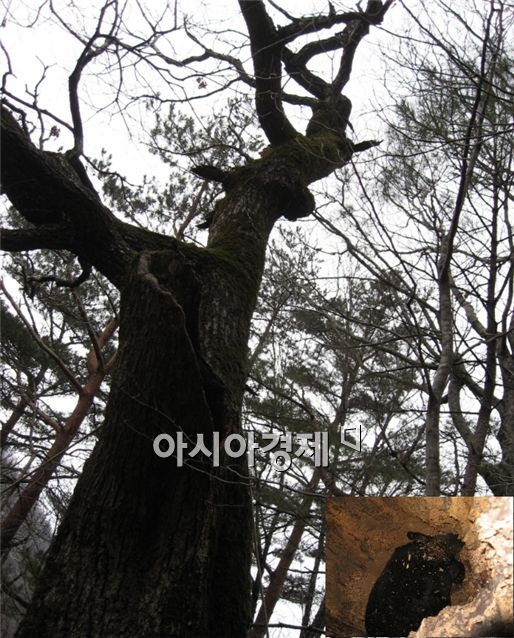 ▲반달가슴곰이 동면굴로 이용하는 고목 구멍. 작은 사진은 반달곰이 나무구멍에서 동면하고 있는 모습.
