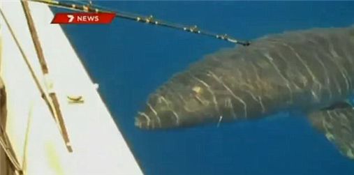 식인상어의 낚싯배 공격 장면