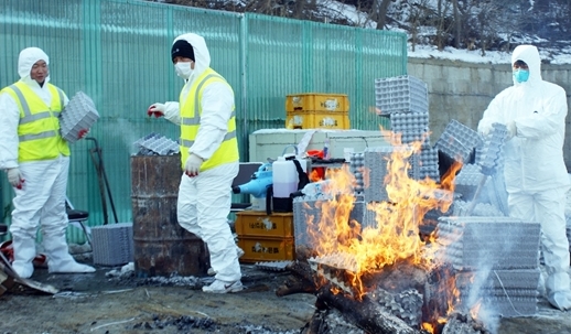 방역요원들이 AI발생농가에 있는 계란판을 불에 태우고 있다.(사진=연합뉴스)
