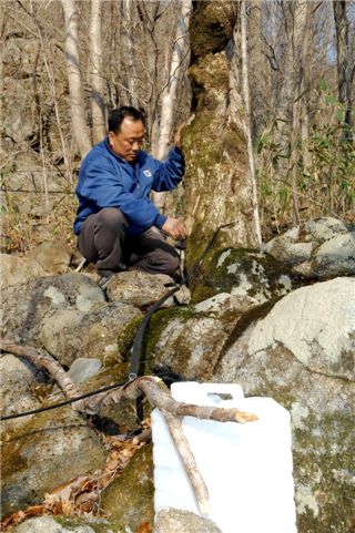 ‘산촌의 효자’ 고로쇠 수액 지키기 나선다