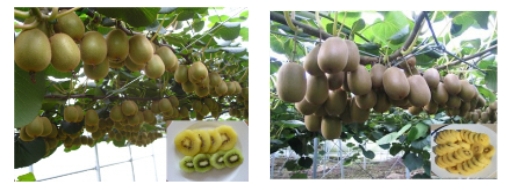 국내산 '열대 과일' 뜬다