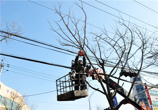 동대문구, 가로수 가지 치기한다