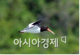 서남해안 무인도는 생태계 징검다리