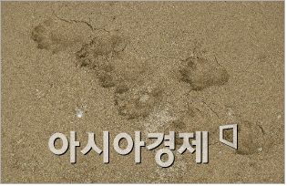 서남해안 무인도는 생태계 징검다리