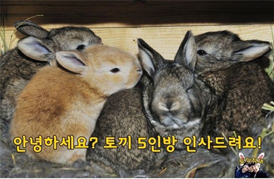 신묘년에 만난 자이언트 토끼 5형제 이야기