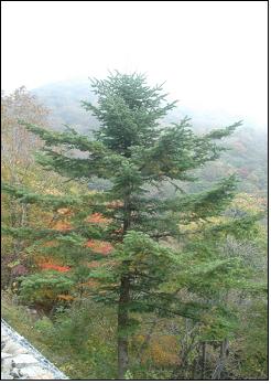 북방계식물인 분비나무(Abies nephrolepis MAX.).