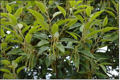 남방계식물인 붉가시나무(Quercus acuta Thunb.).