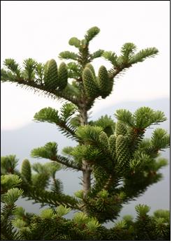 특산식물인 구상나무(Abies koreana E.H. Wilson )