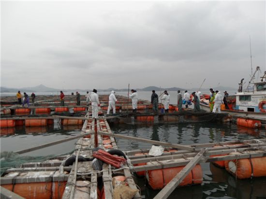 강추위로 숨진 서산지역 우럭 92만3000마리