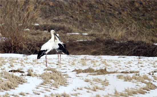 천수만 찾은 멸종위기 ‘겨울진객’ 황새