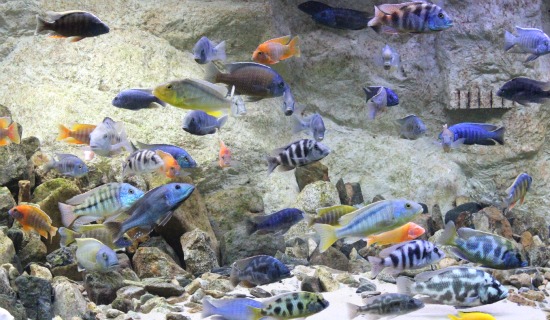 대전아쿠아월드, 요금 1만7500원이 안 아깝다