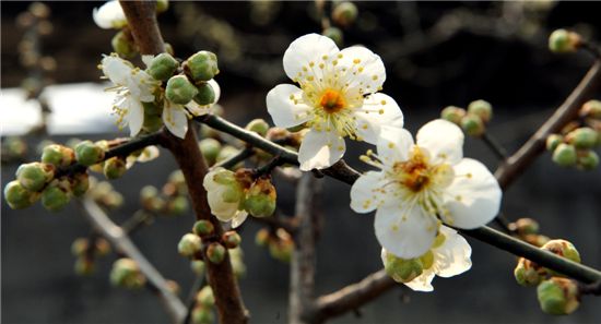 [여행]春風 여기서 '바람' 안나면 사람 아니다