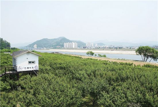 낙동강 주변의 송광매원 농장 전경.