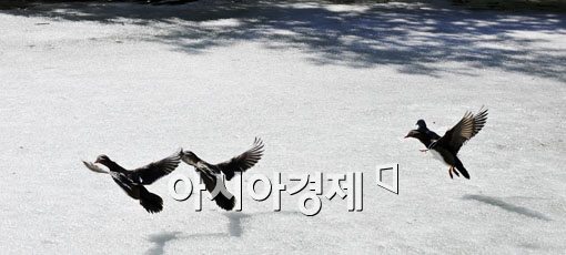[포토] 봄을 향한 날개짓