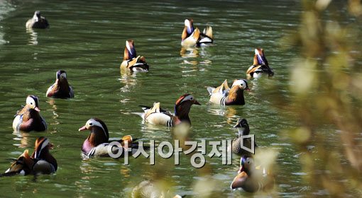 [포토] 원앙들의 봄 맞이