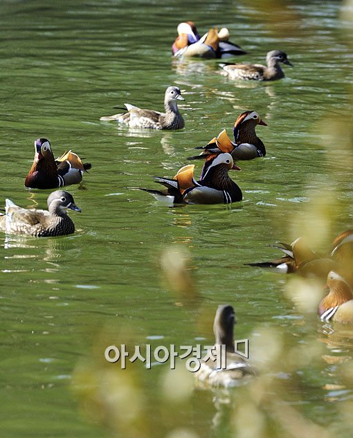 [포토] 앙증맞은 원앙가족