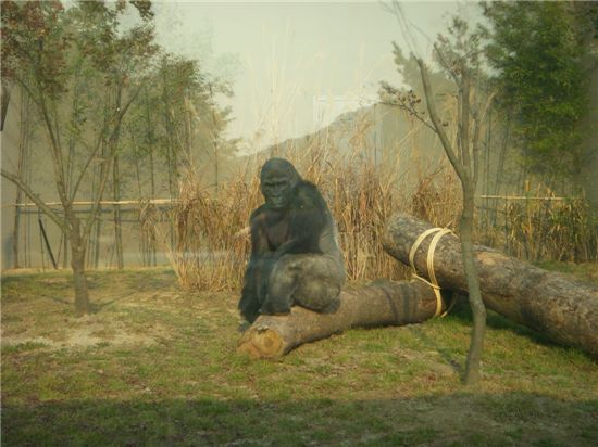 서울동물원 최고몸값 고릴라 '고리롱' 숨 거둬