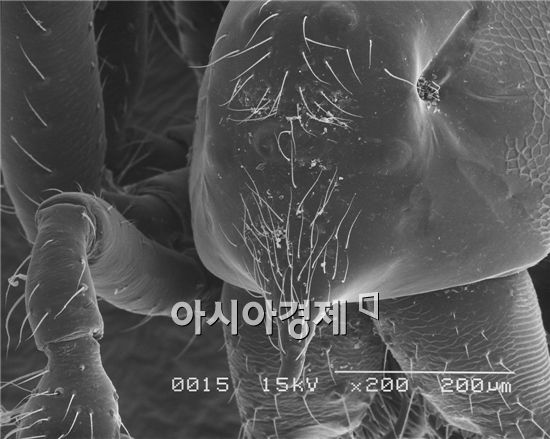 설악산에서 신종 거미 3종·미기록종 13종 발견