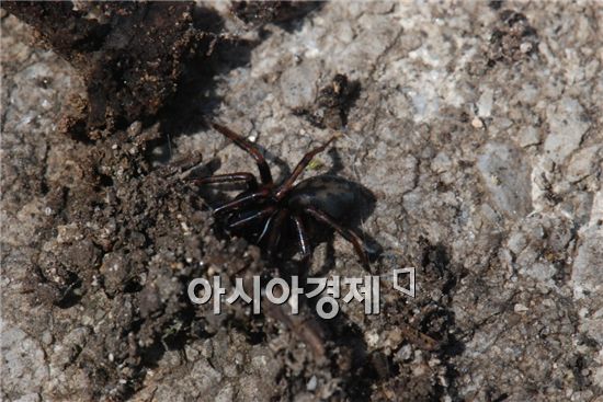  Cybaeus sp.(굴뚝거미속 일종),