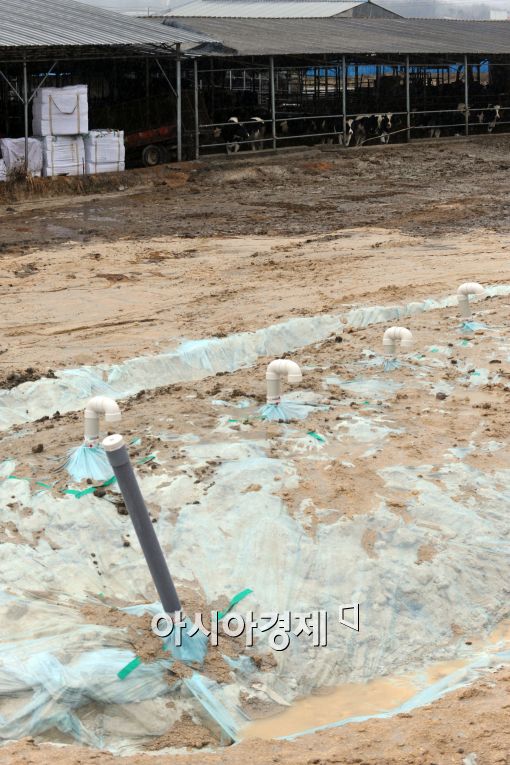 [포토]빗물 고인 구제역 매몰지