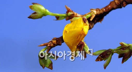 [포토] 봄소식 아직은..