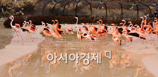 [포토] 봄을 맞이하는 홍학춤