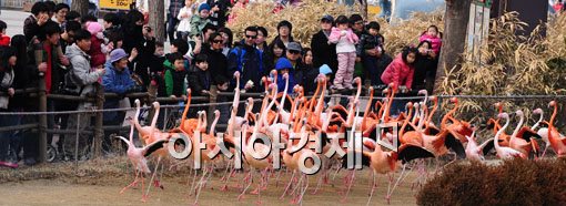 [포토] 홍학의 화려한 외출