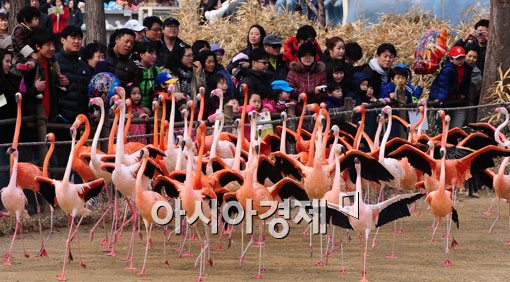 [포토] 봄 맞이 홍학의 화려한 춤