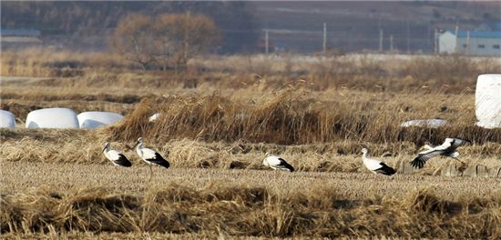 서산 간월호 부근 논에 앉아 먹이를 찾고 있는 황새들.