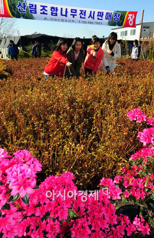 [포토] 봄맞이 나무시장 찾은 시민들