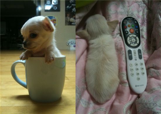 MBLAQ Mir's puppy Soju [Mir's official Twitter website]