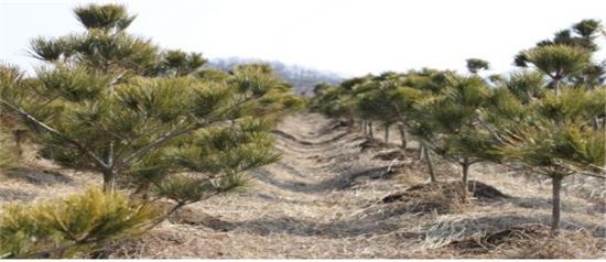 금강 소나무 