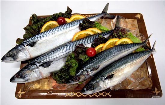 ▲롯데마트가 할인판매하는 노르웨이 고등어(좌)와 국산고등어.