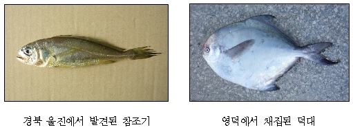 아열대성 어류 동해 앞바다까지 출몰