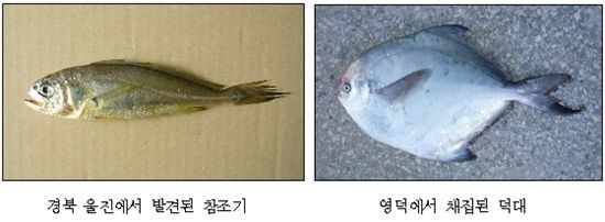 울진서 굴비가 잡히네