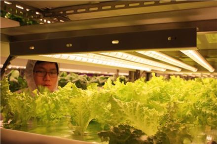전북대 LED융합기술지원센터의 연구원이 클린복을 입고 식물공장에서 재배 중인 상추를 살펴보고 있다.