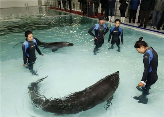 [레저]63시티, 돌고래 수송 특별작전