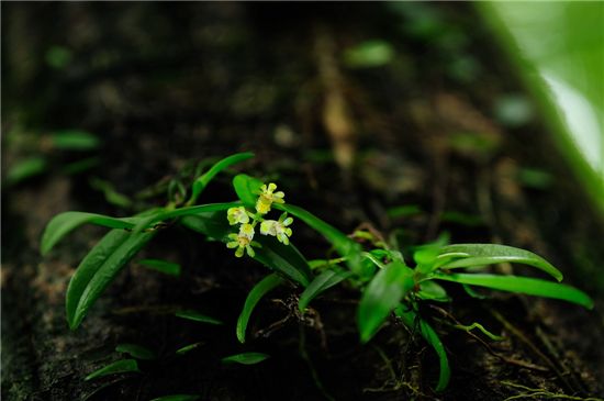 국내 최초 탐라란 복원
