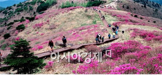 5월 초 지리산국립공원 노고단 털진달래  (사진제공 =국립공원관리공단)

